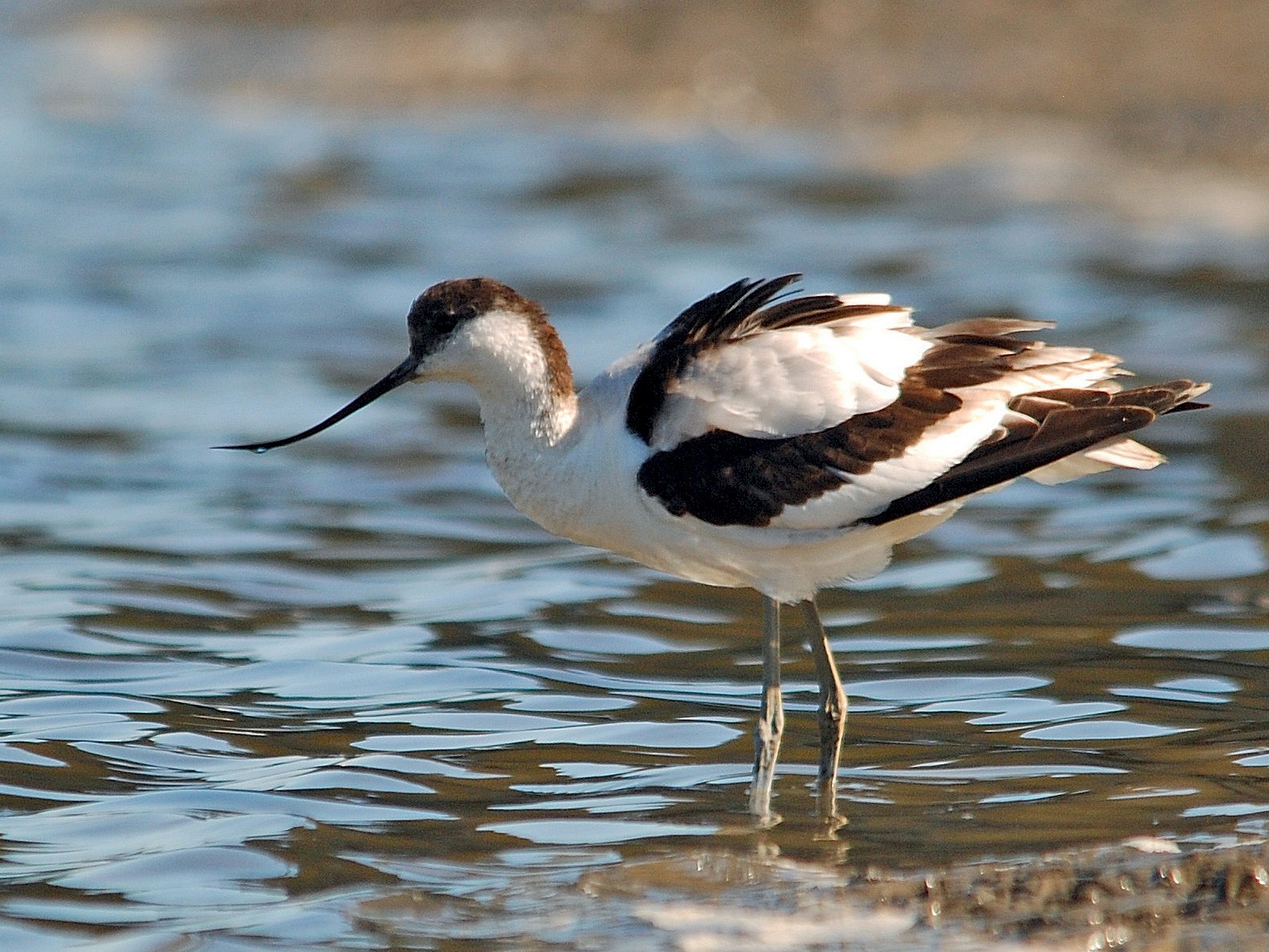 Pied Avocet - José Frade