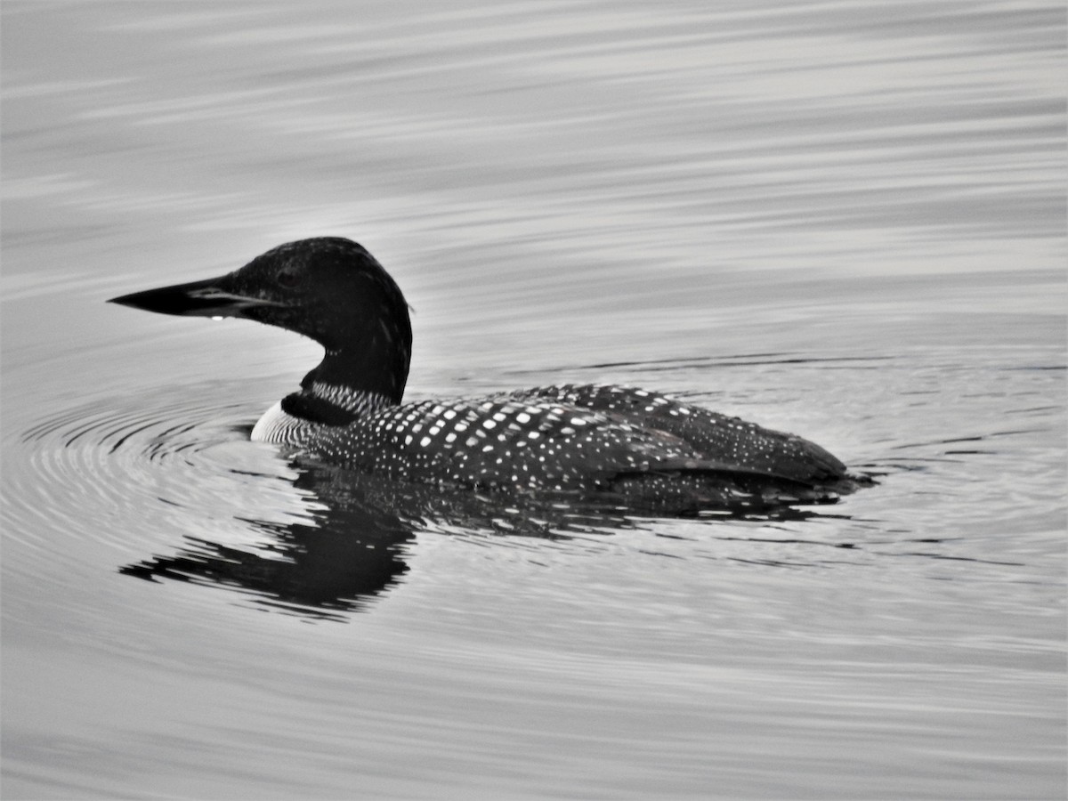 Common Loon - Ronnie Hewlette