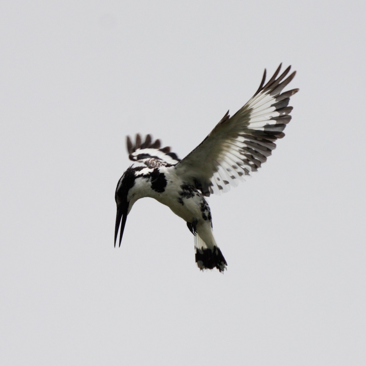 Pied Kingfisher - Gaurav Parekh