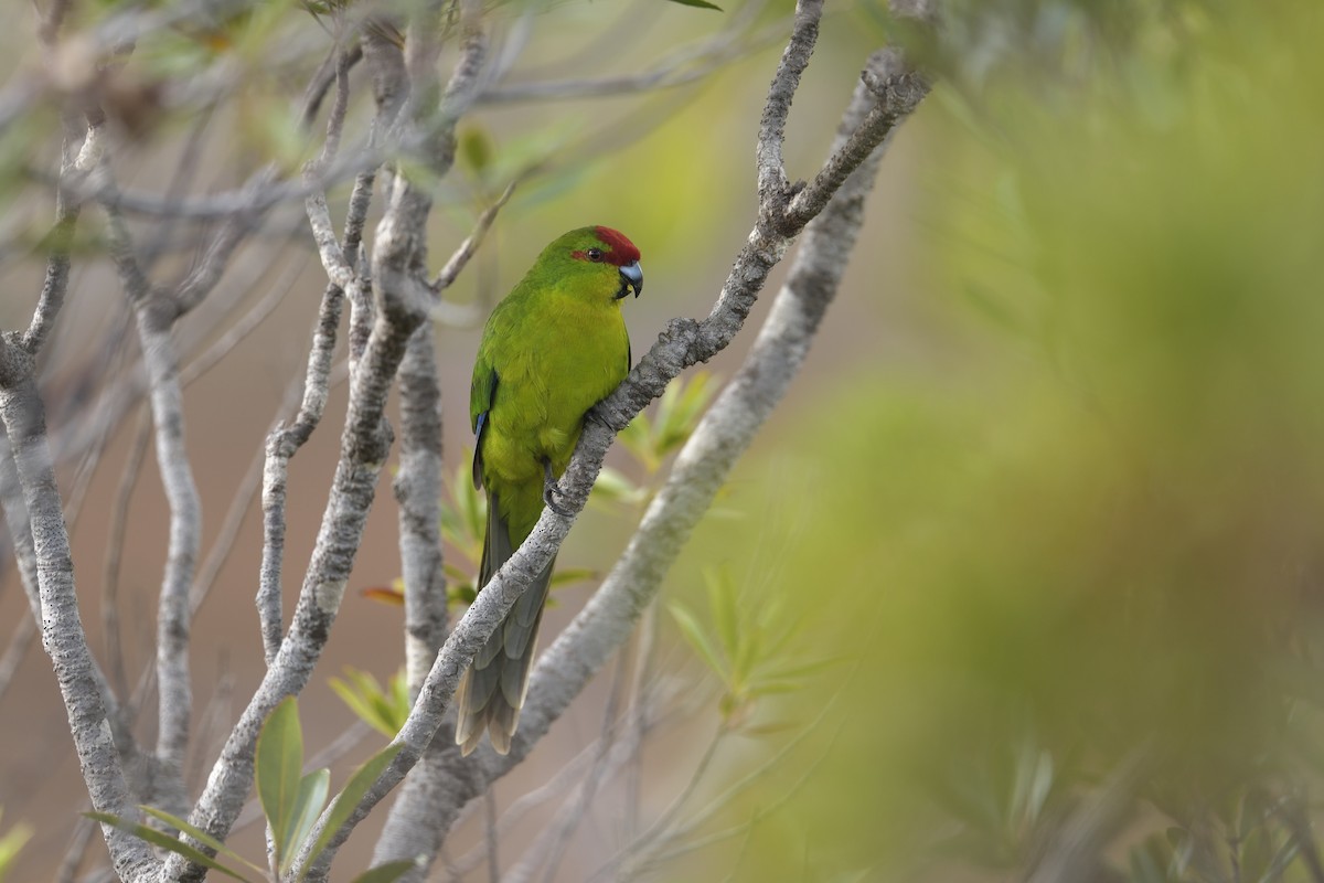 New Caledonian Parakeet - ML449546461