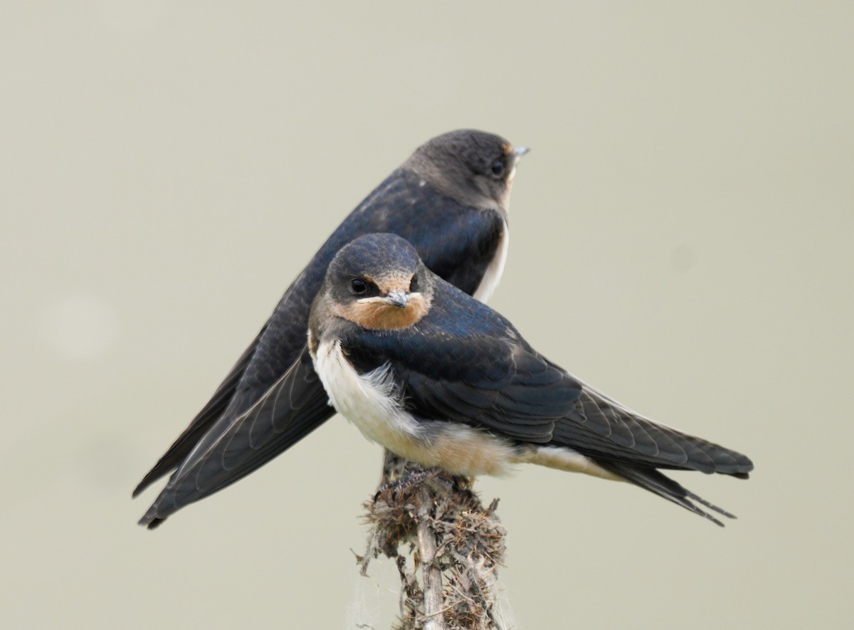 Barn Swallow - Gaurav Parekh