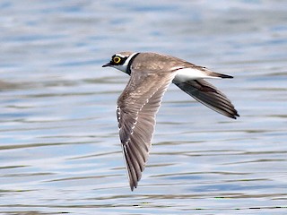  - Little Ringed Plover