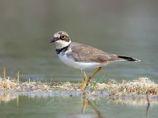 非繁殖成鳥 - Palani Andavan Balasubramanian - ML44954781