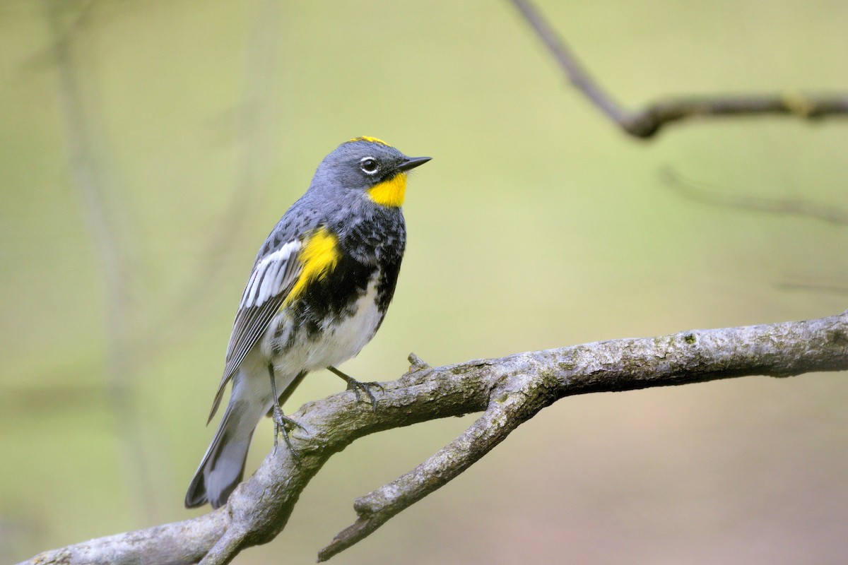 Yellow-rumped Warbler - Paul Maury