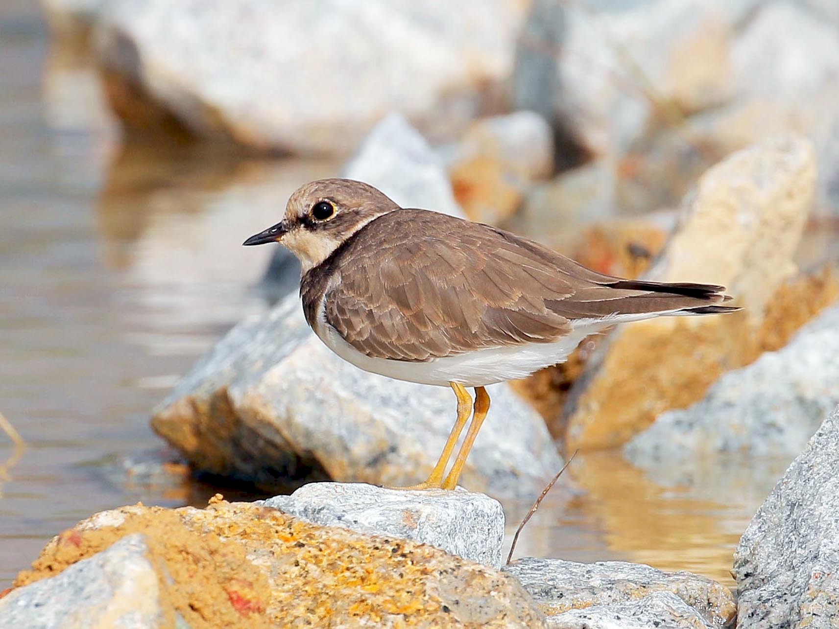 Little Ringed Plover - eBird