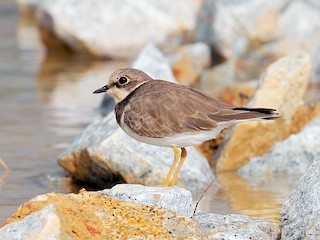  - Little Ringed Plover