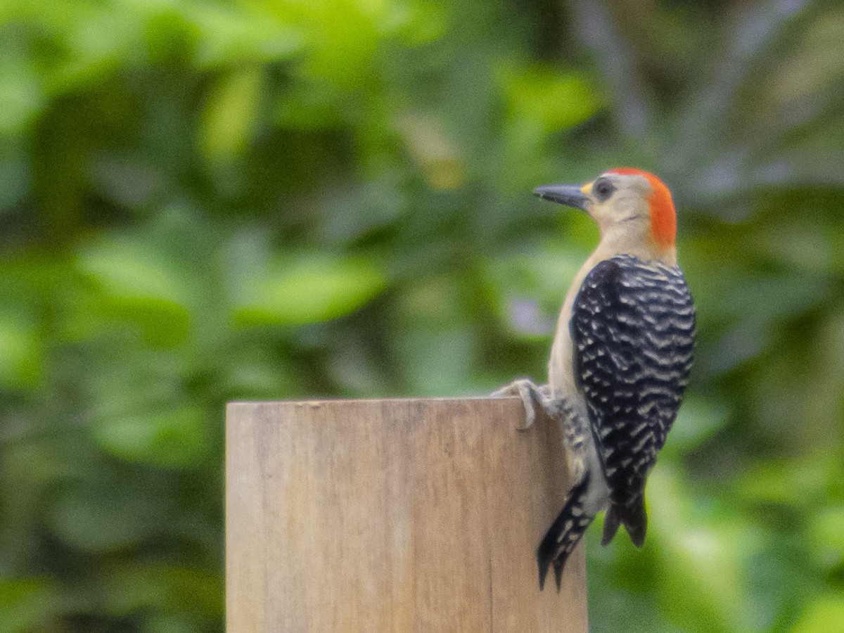 Red-crowned Woodpecker - ML449548461