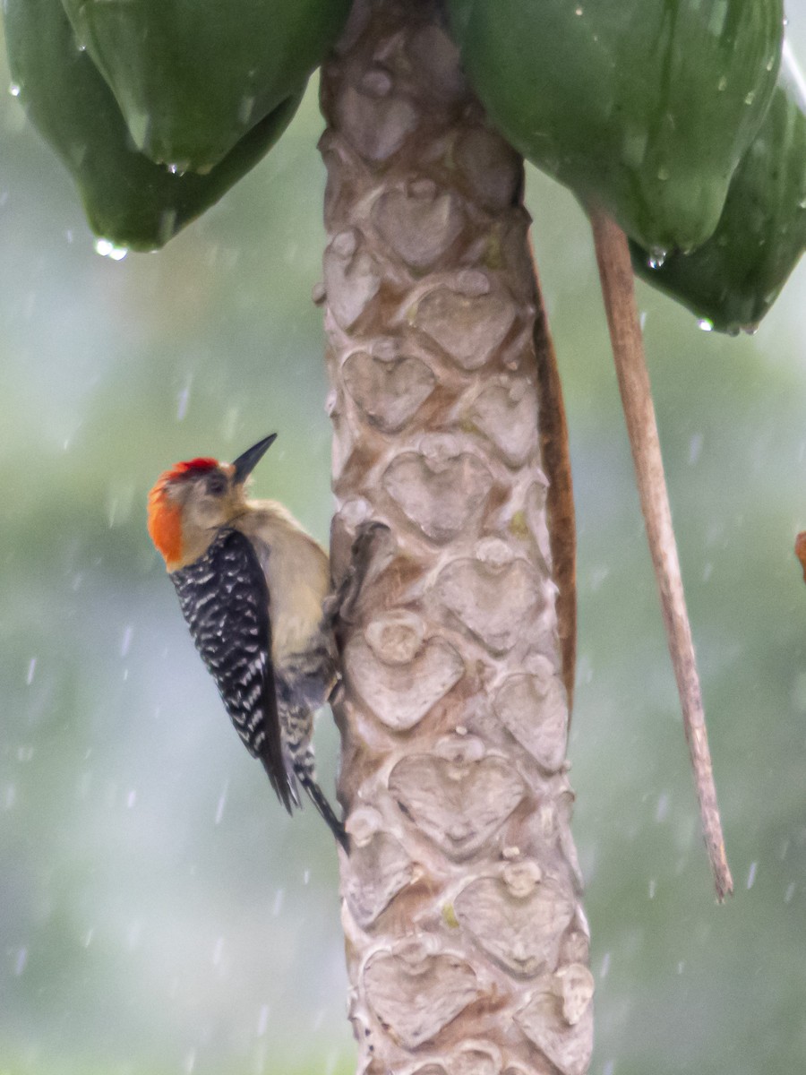 Red-crowned Woodpecker - CARLOS ARIEL LOPEZ ZULETA