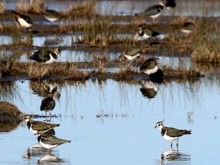  - Northern Lapwing