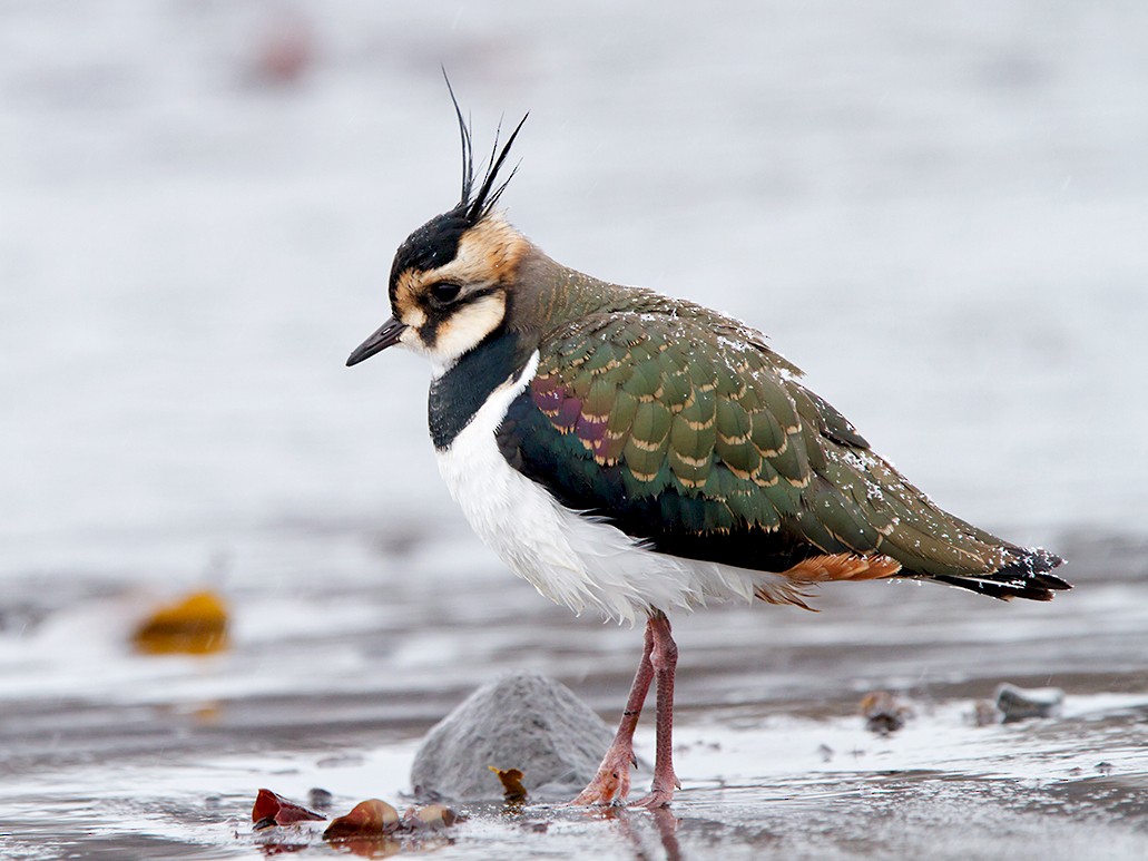 Northern Lapwing - Yann Kolbeinsson