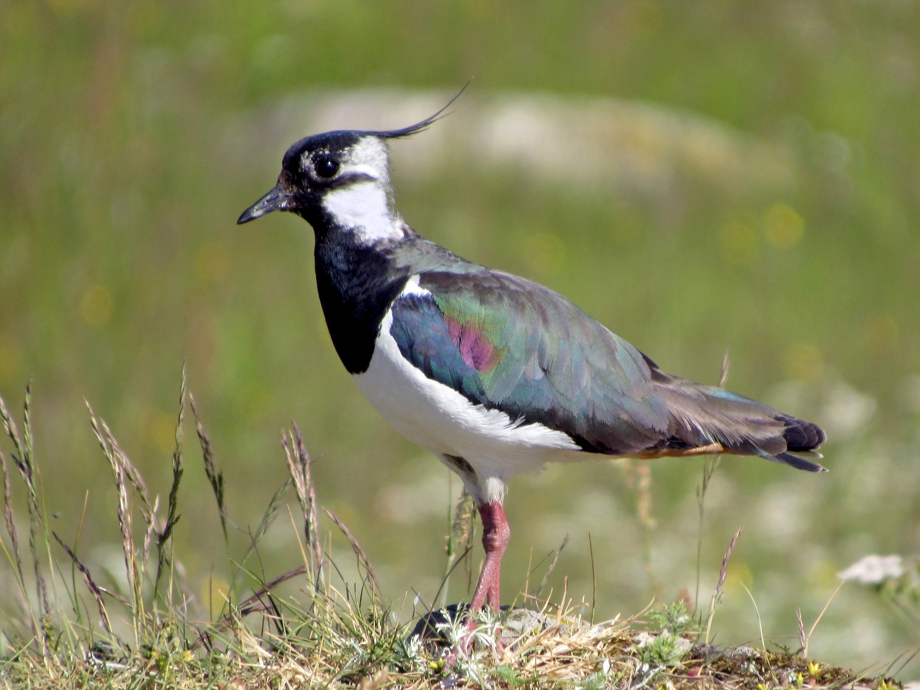 Northern Lapwing - Brian M. Delaney
