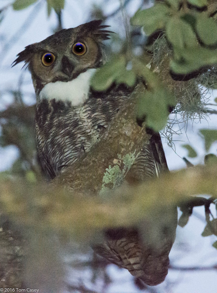 Great Horned Owl - Tom Casey