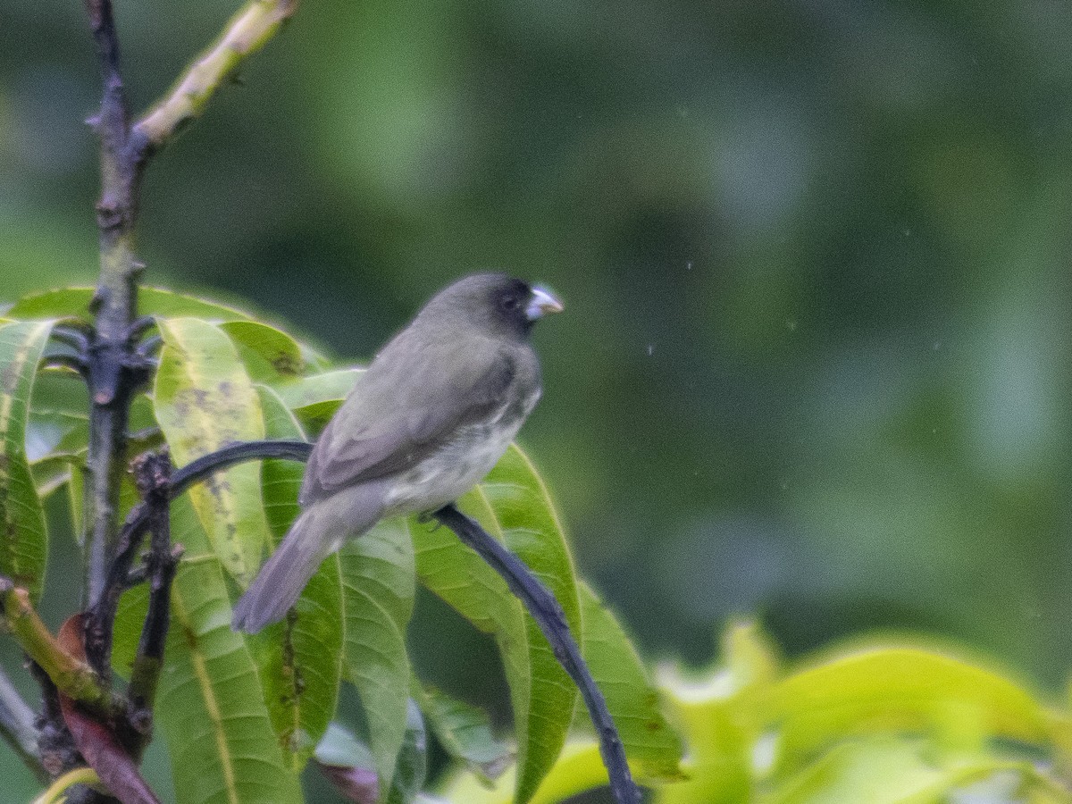 Yellow-bellied Seedeater - ML449554071