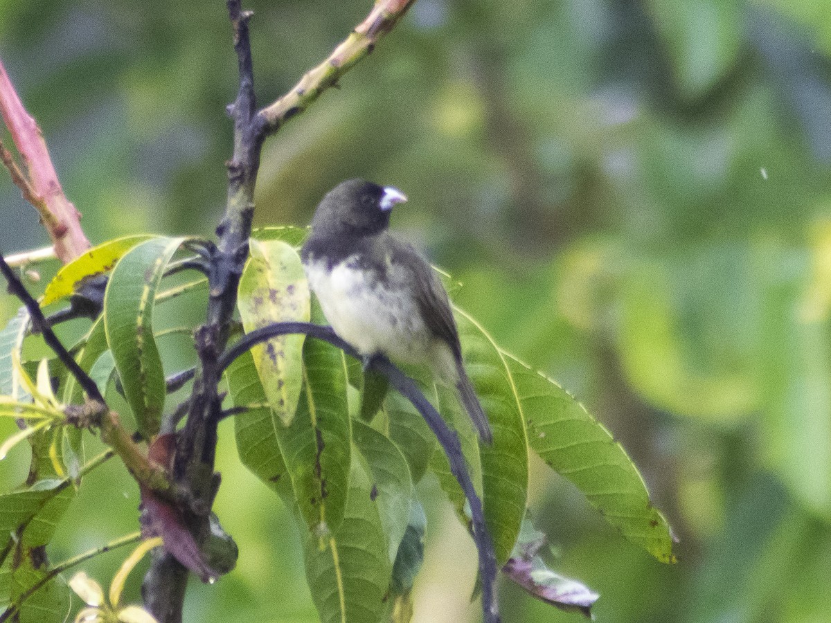 Yellow-bellied Seedeater - ML449554081