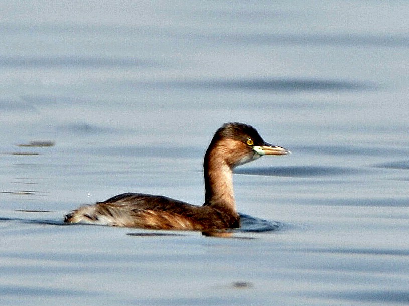 Little Grebe - Bhaskar pandeti