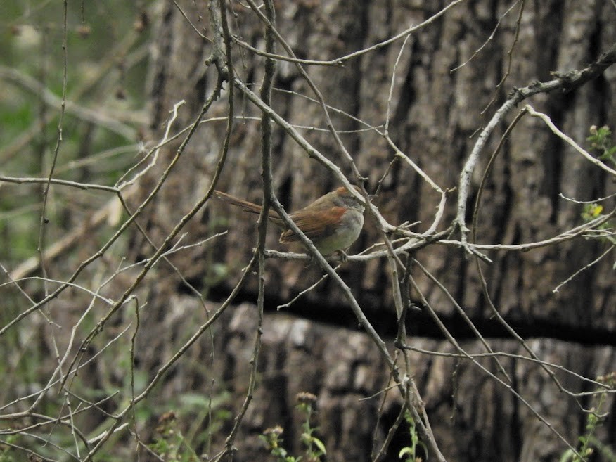 Pale-breasted Spinetail - ML449555241