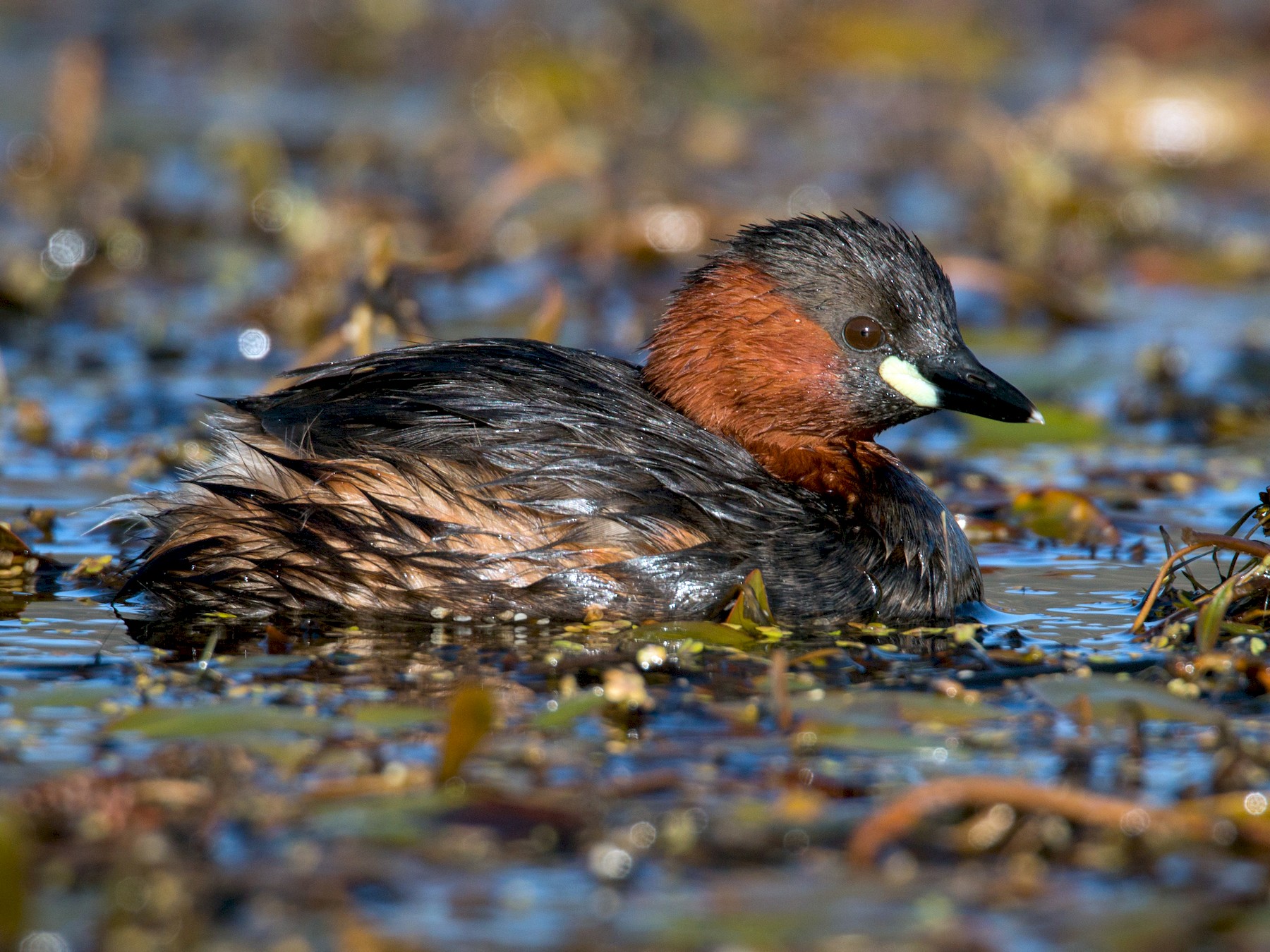 Little Grebe - Ian Davies