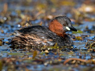 Breeding adult (Little) - Ian Davies - ML44955551