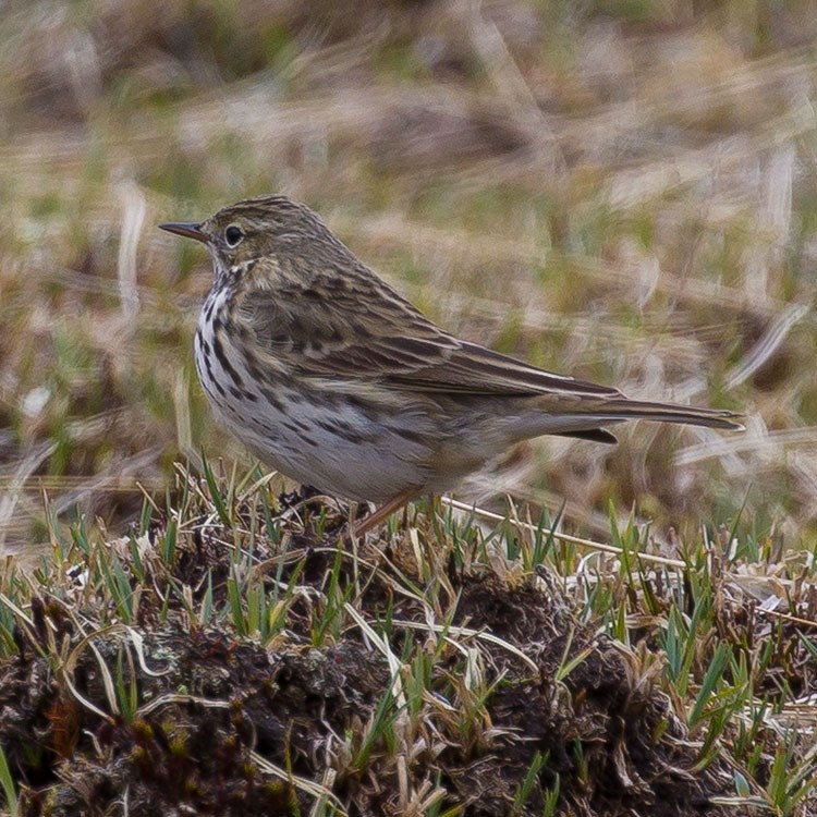 Meadow Pipit - ML449557461