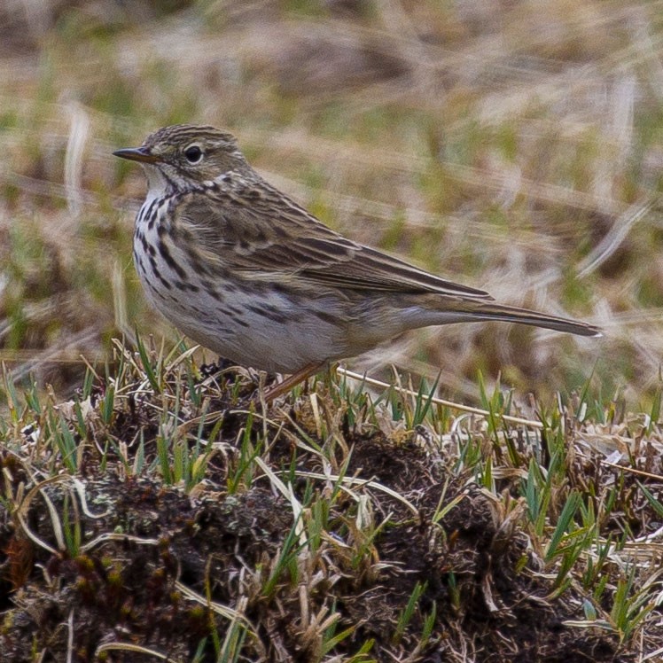 Meadow Pipit - ML449557471