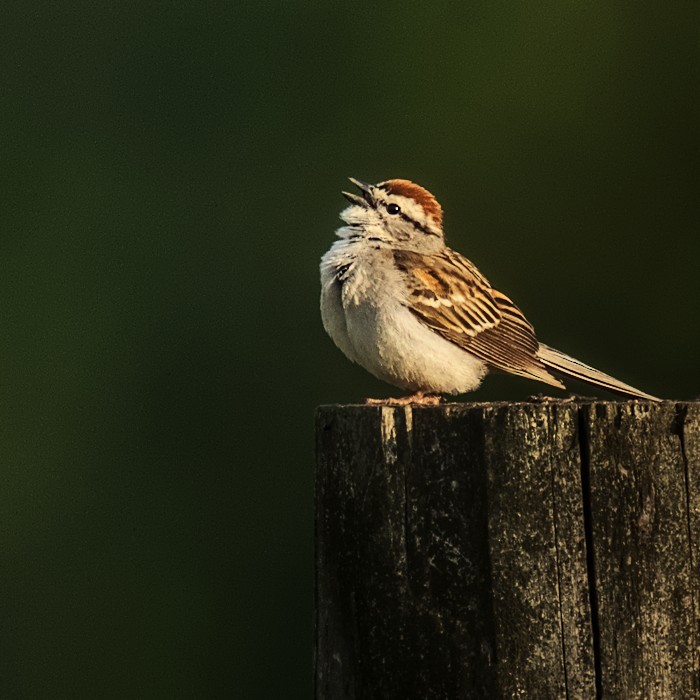 Chipping Sparrow - ML449569621