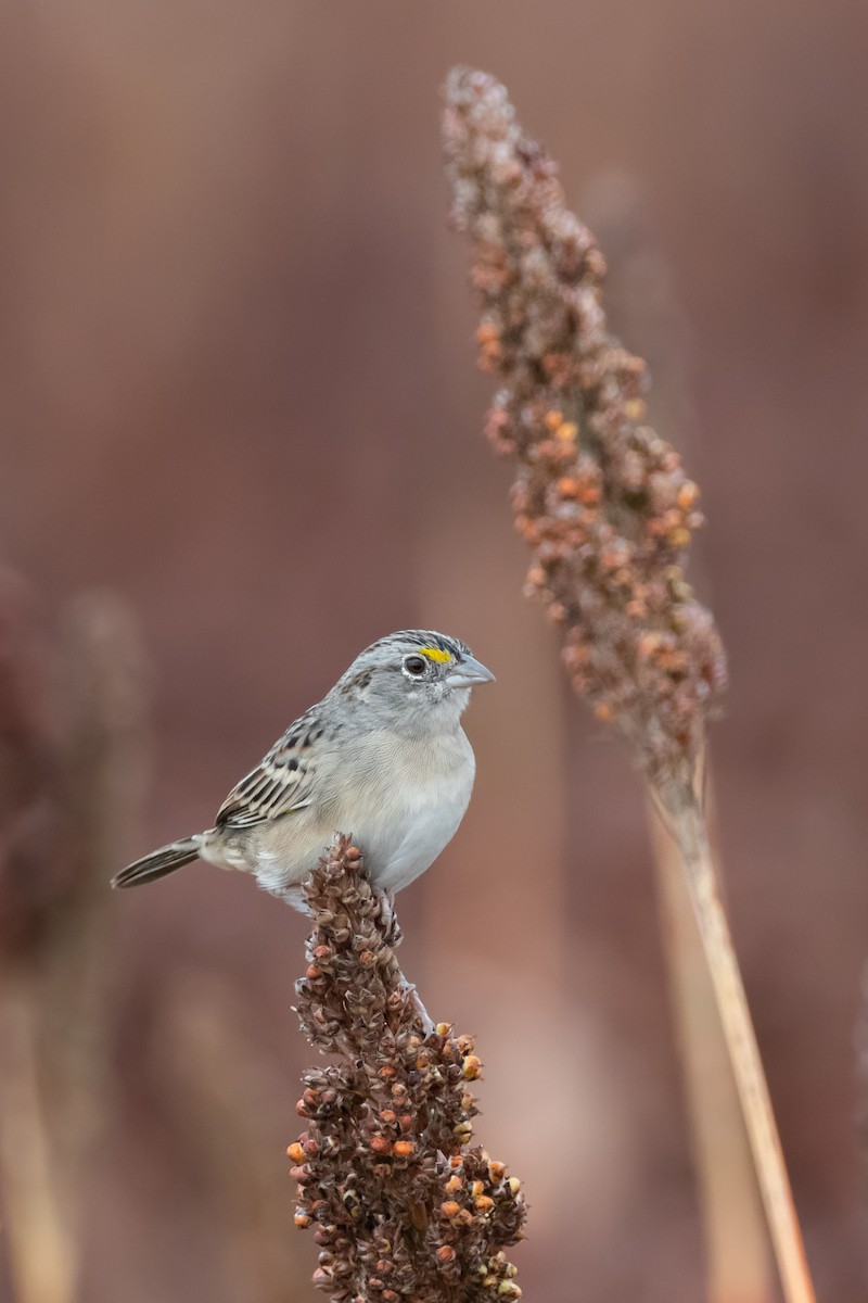 Grassland Sparrow - ML449570481