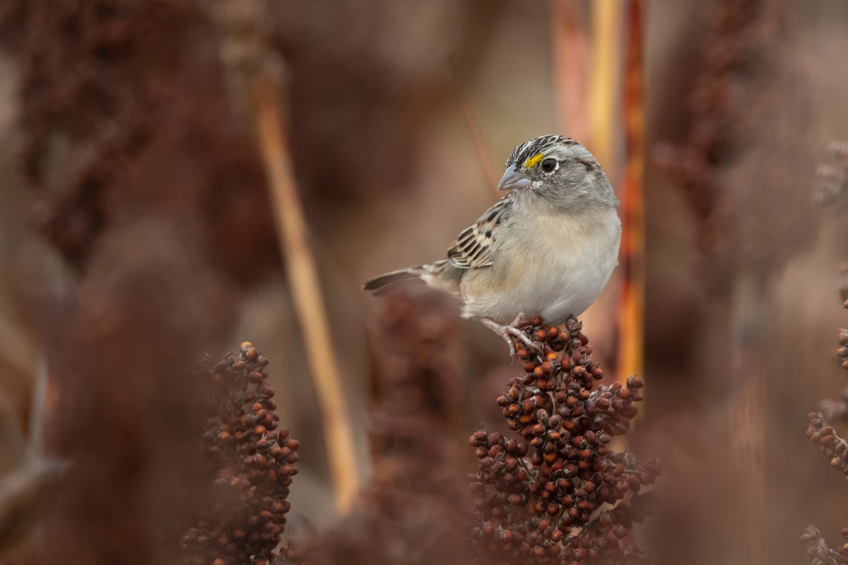 Grassland Sparrow - ML449570501