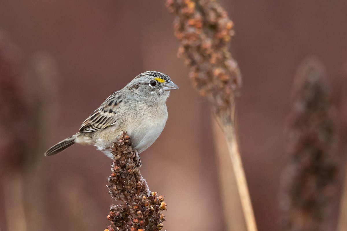 Grassland Sparrow - ML449570591
