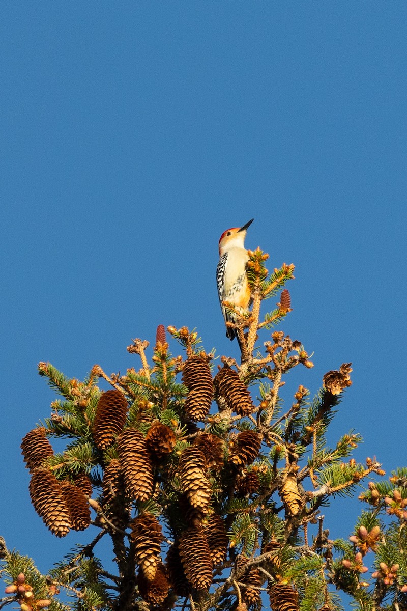 Red-bellied Woodpecker - ML449573061
