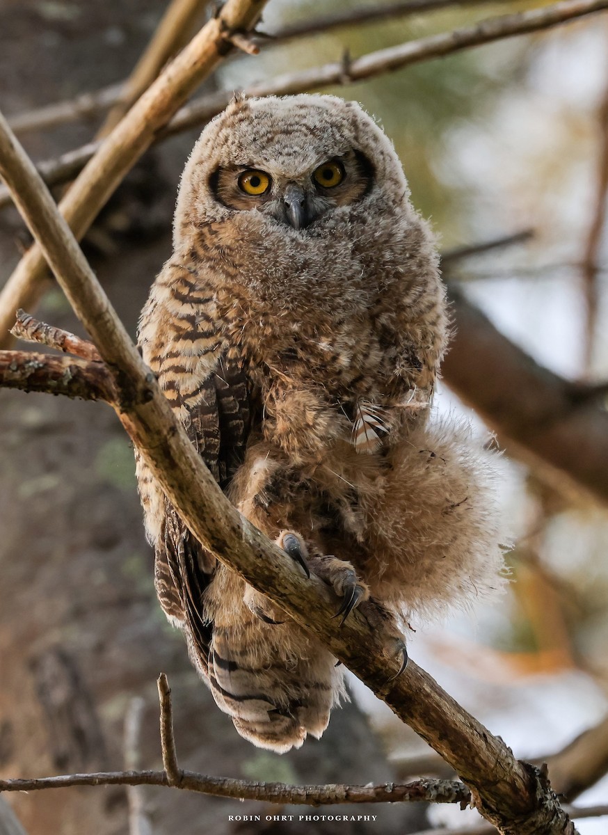 Great Horned Owl - Robin Ohrt