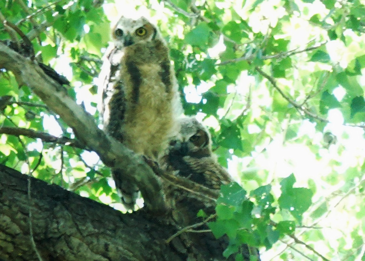Great Horned Owl - ML449579971