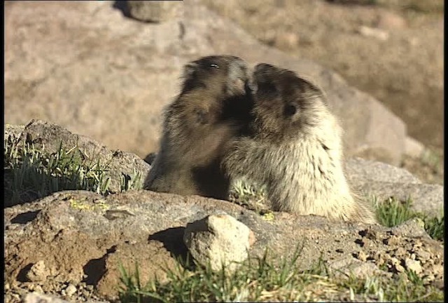 yellow-bellied marmot - ML449580