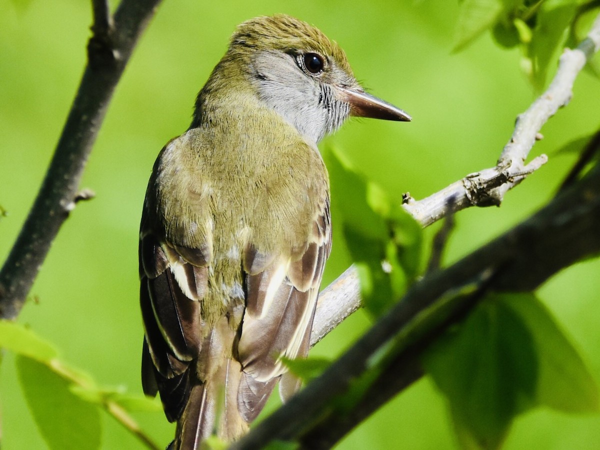 Great Crested Flycatcher - ML449580461