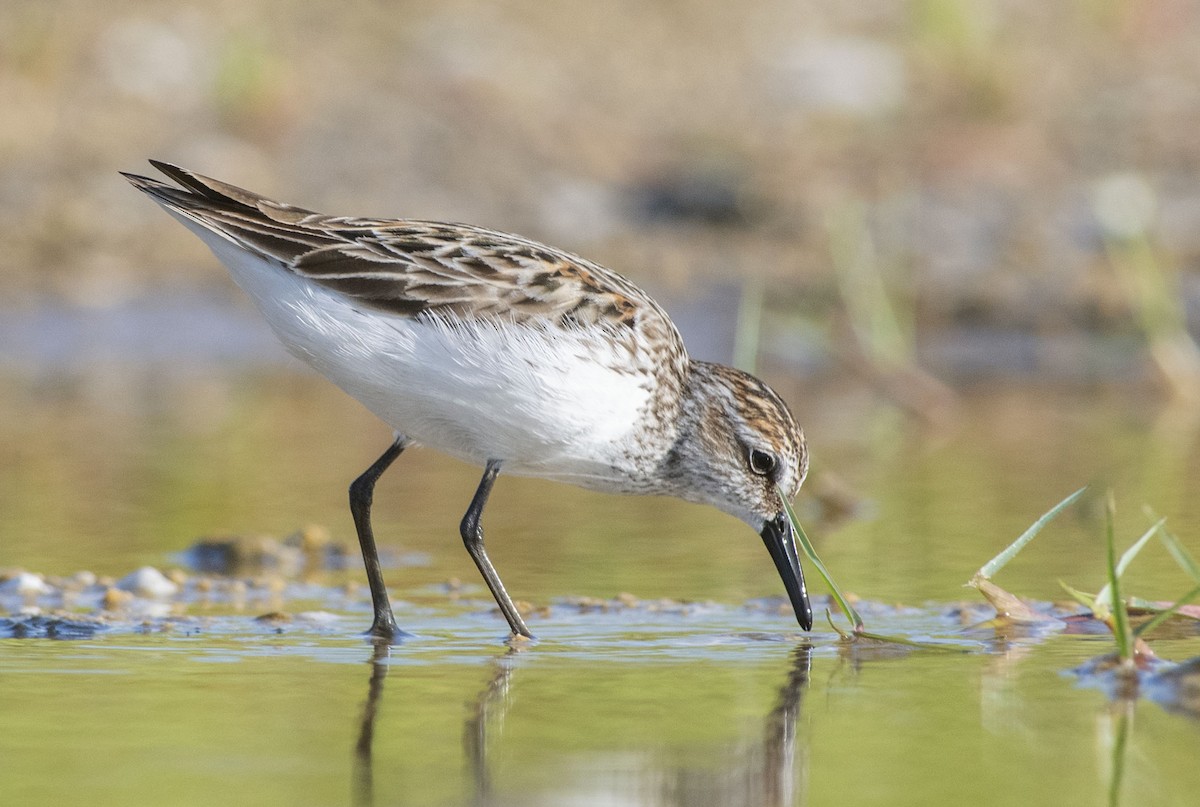 Semipalmated Sandpiper - Denny Swaby