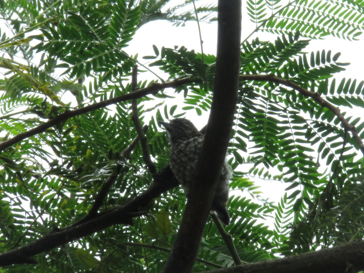 Scaled Piculet - ML449580661