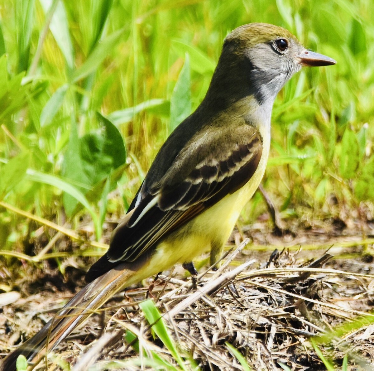 Great Crested Flycatcher - ML449580691