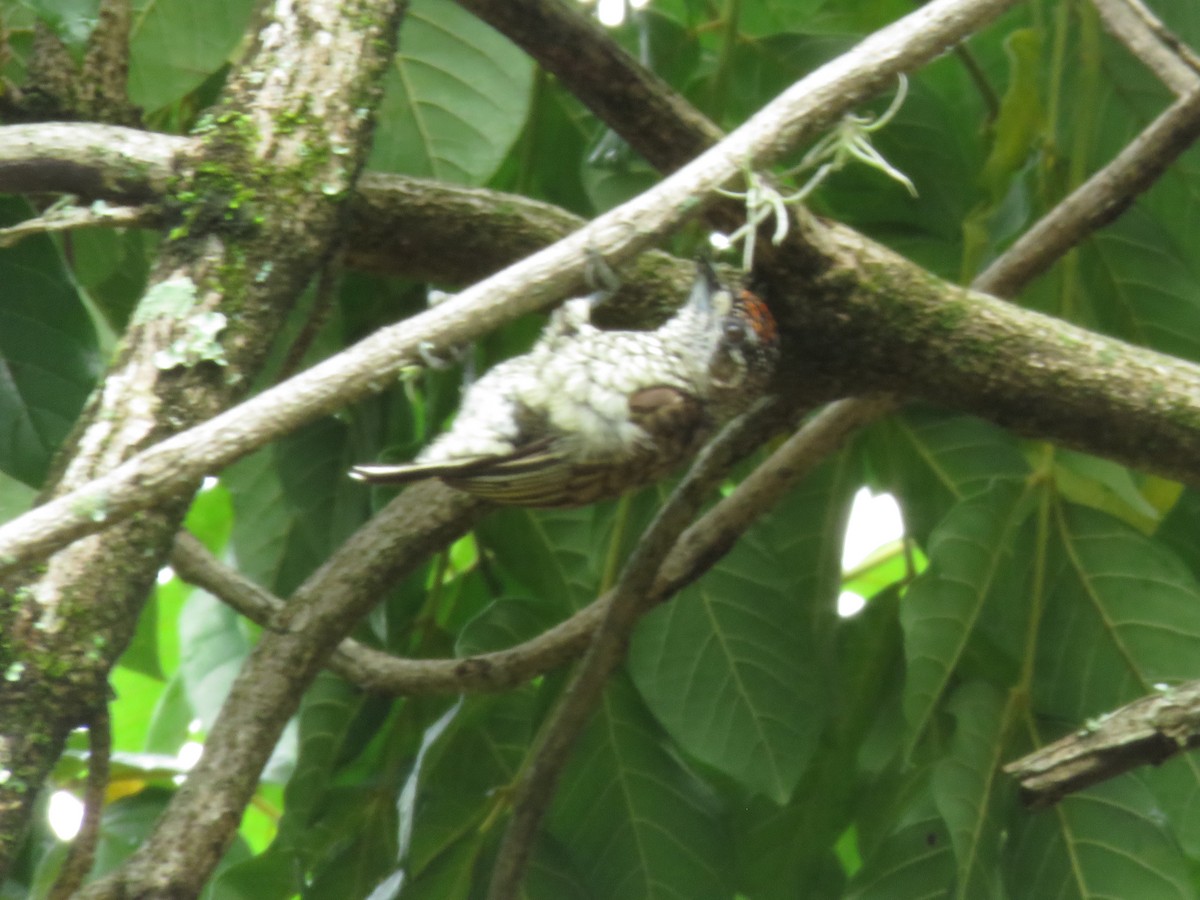 Scaled Piculet - ML449580761