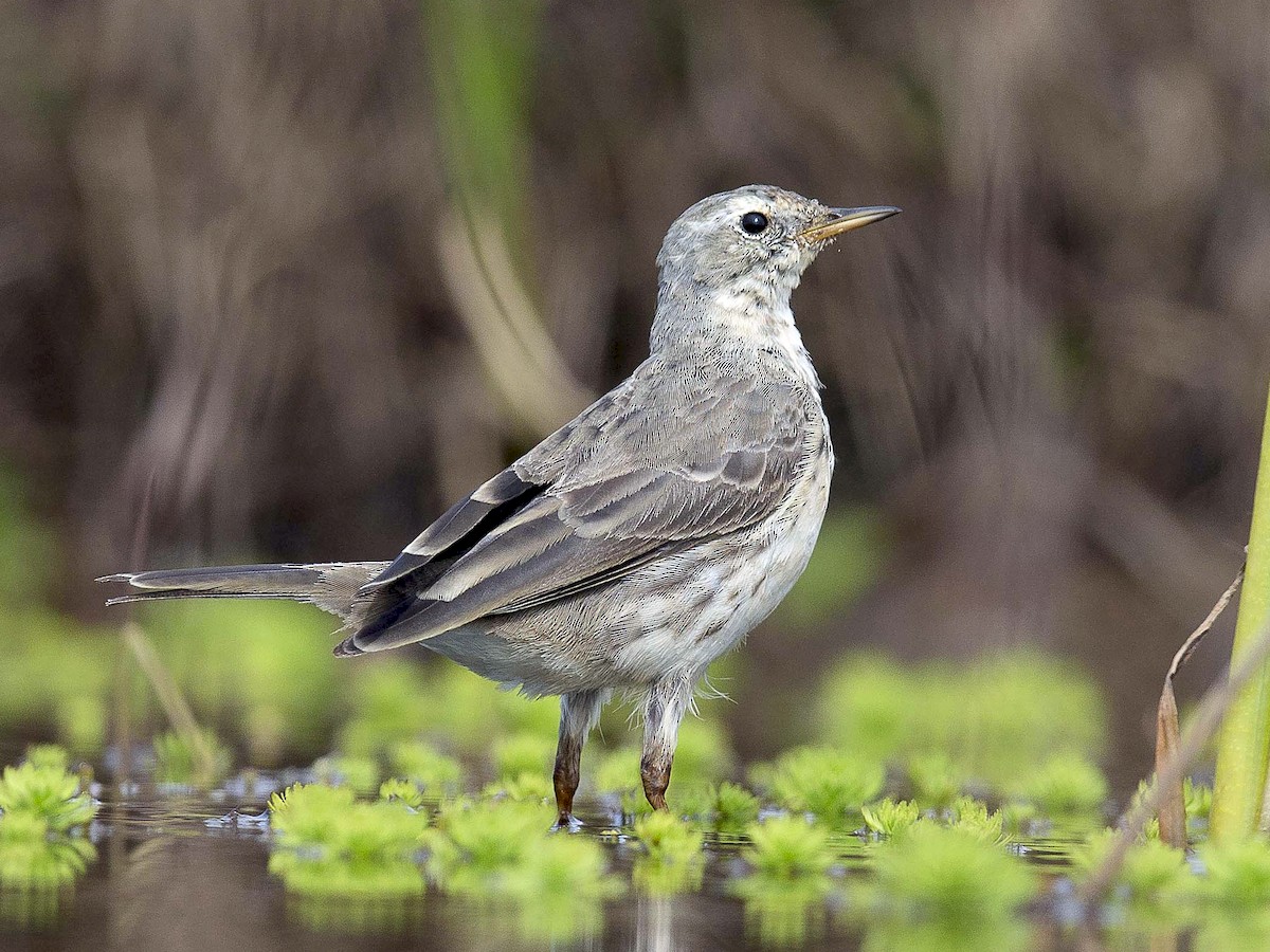 Water Pipit - Anthus spinoletta - Birds of the World