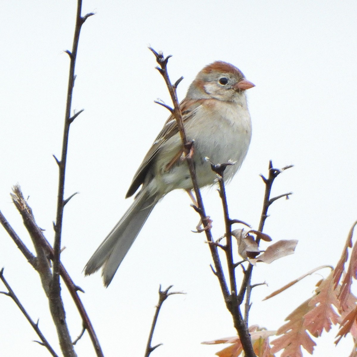 Field Sparrow - ML449582901