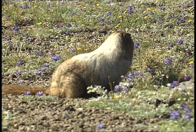 yellow-bellied marmot - ML449583