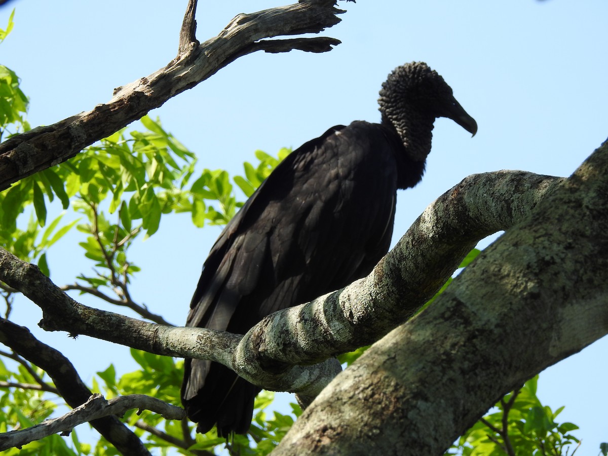 Black Vulture - ML449583401