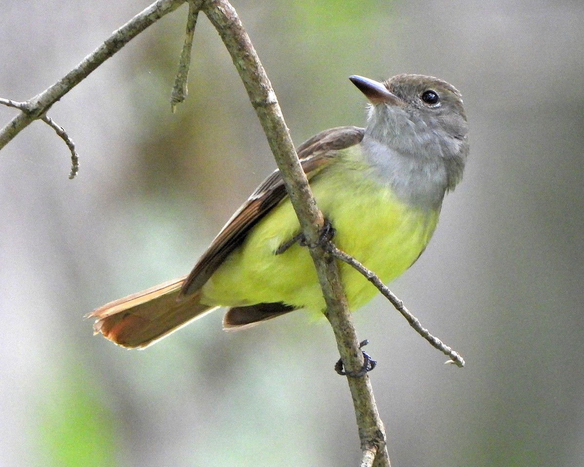 Great Crested Flycatcher - ML449584051