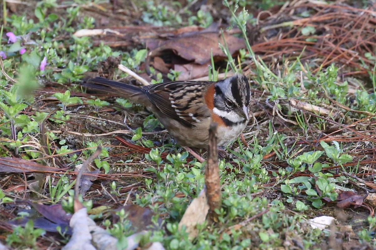 Rufous-collared Sparrow - Charles Davies