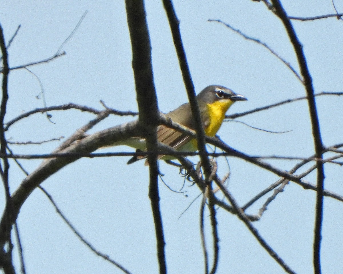 Yellow-breasted Chat - ML449586901