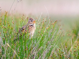  - Eurasian Skylark
