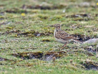  - Eurasian Skylark (European)