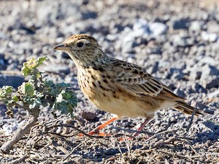  - Eurasian Skylark