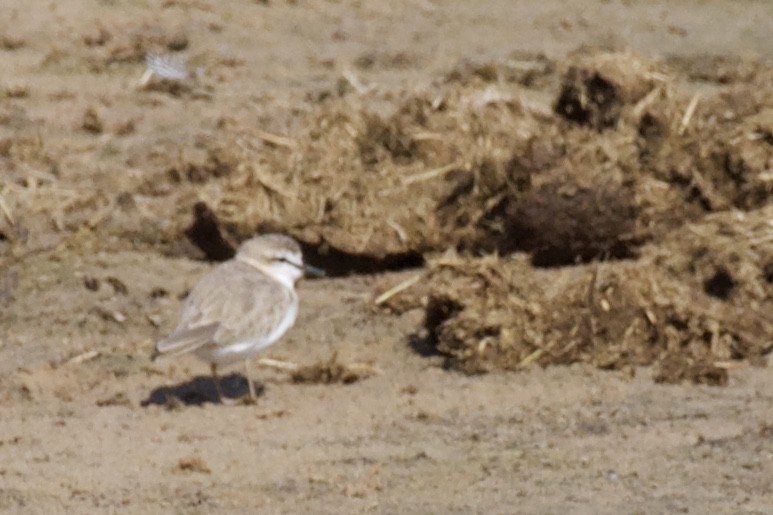 White-fronted Plover - ML449589651