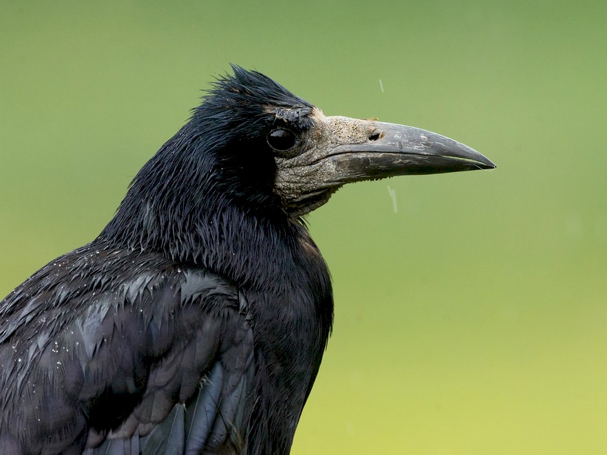 Rook Bird Facts  Corvus Frugilegus