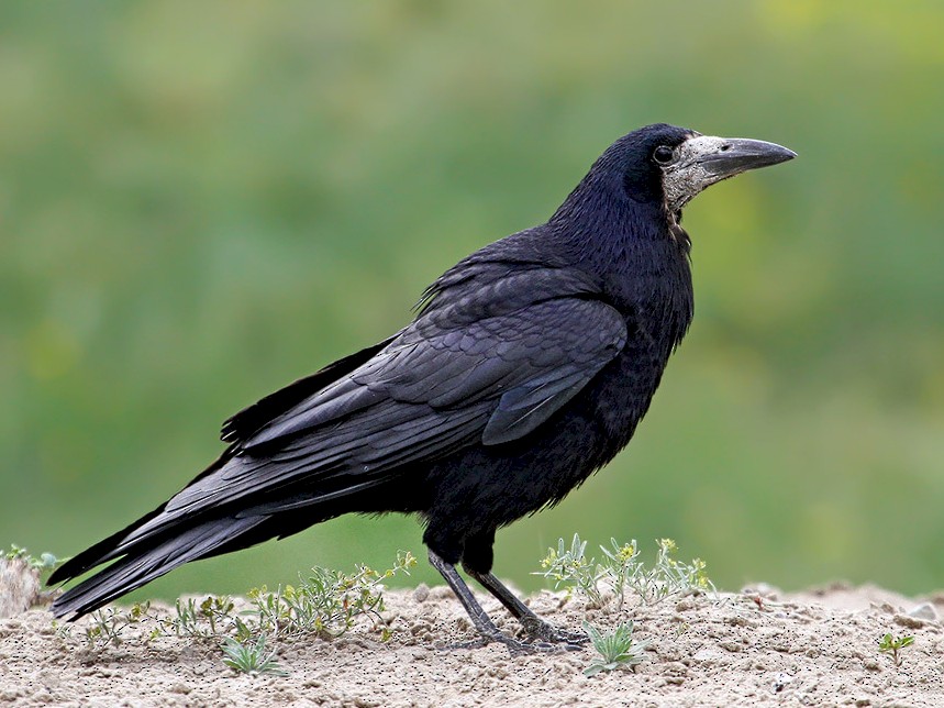 Rook - Corvus frugilegus - Birds of the World